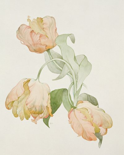 Parrot Tulips by Sarah Creswell